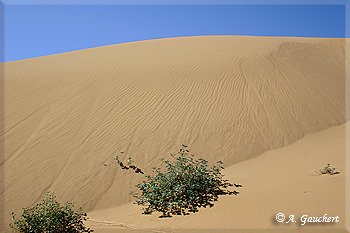 Dünenvegetation